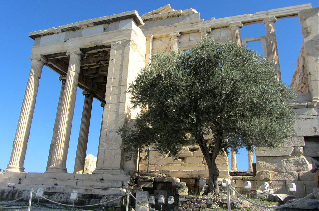 Ölmez Ağaç: Mitlerden Günümüze Zeytinin Hikâyesi