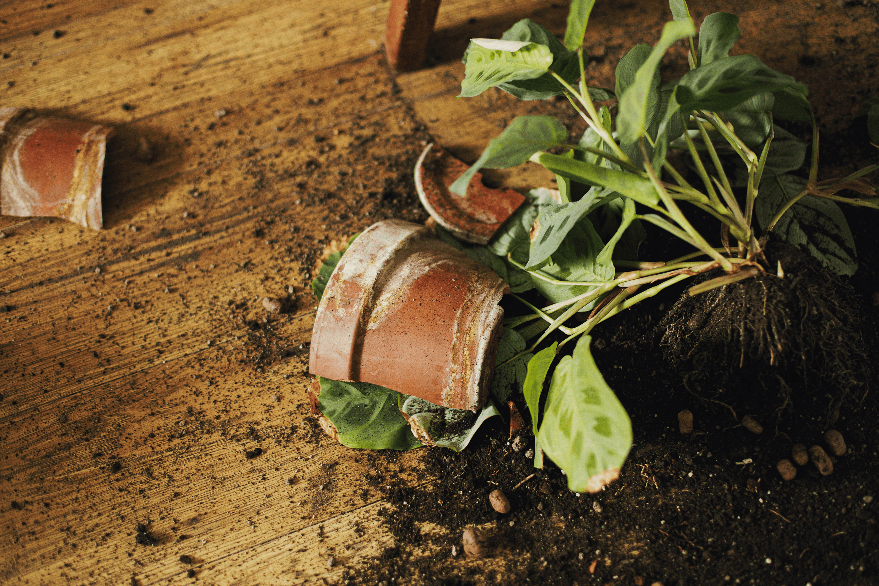 Ehlileştirmenin Bedeli: Doğal Tarım Paradoksu